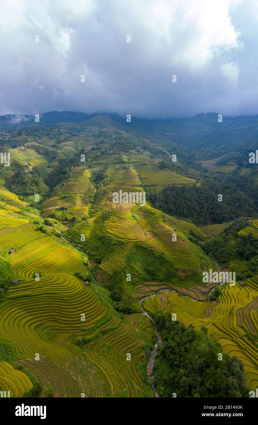 Terrazze di riso dorato appena prima della raccolta nel Vietnam del Nord, Mu Cang Chai, Vietnam Foto Stock