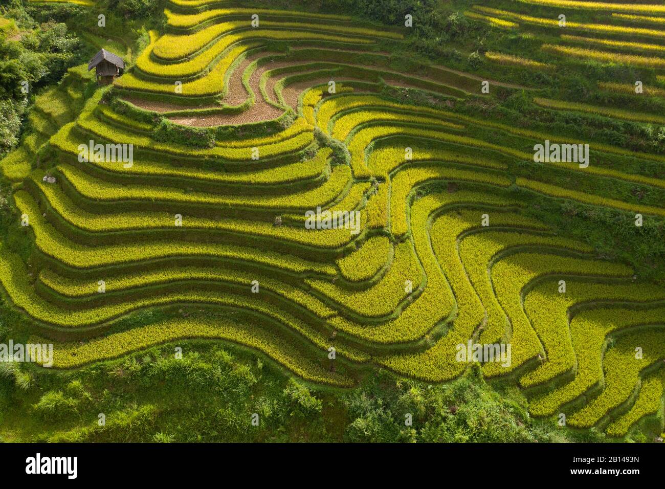 Terrazze di riso dorato appena prima della raccolta nel Vietnam del Nord, Mu Cang Chai, Vietnam Foto Stock