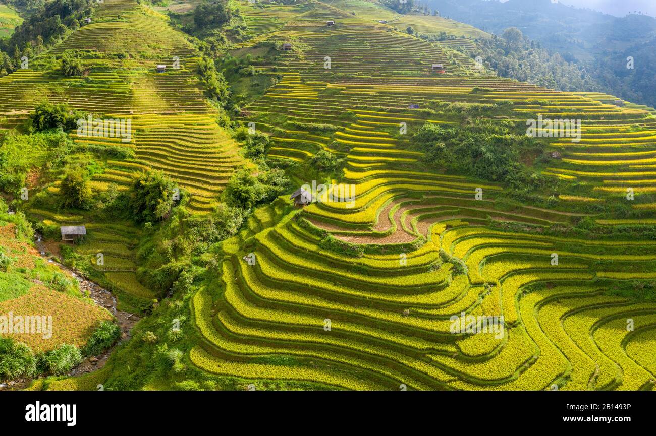 Terrazze di riso dorato appena prima della raccolta nel Vietnam del Nord, Mu Cang Chai, Vietnam Foto Stock