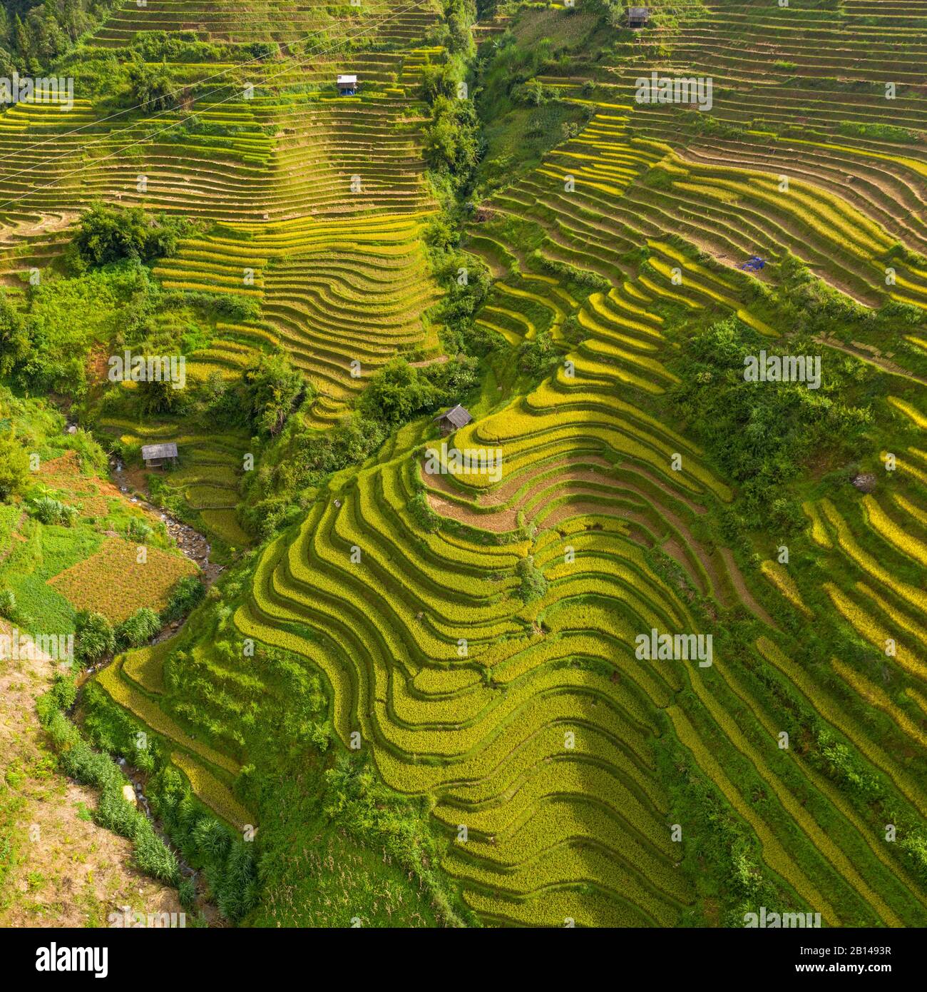 Terrazze di riso dorato appena prima della raccolta nel Vietnam del Nord, Mu Cang Chai, Vietnam Foto Stock