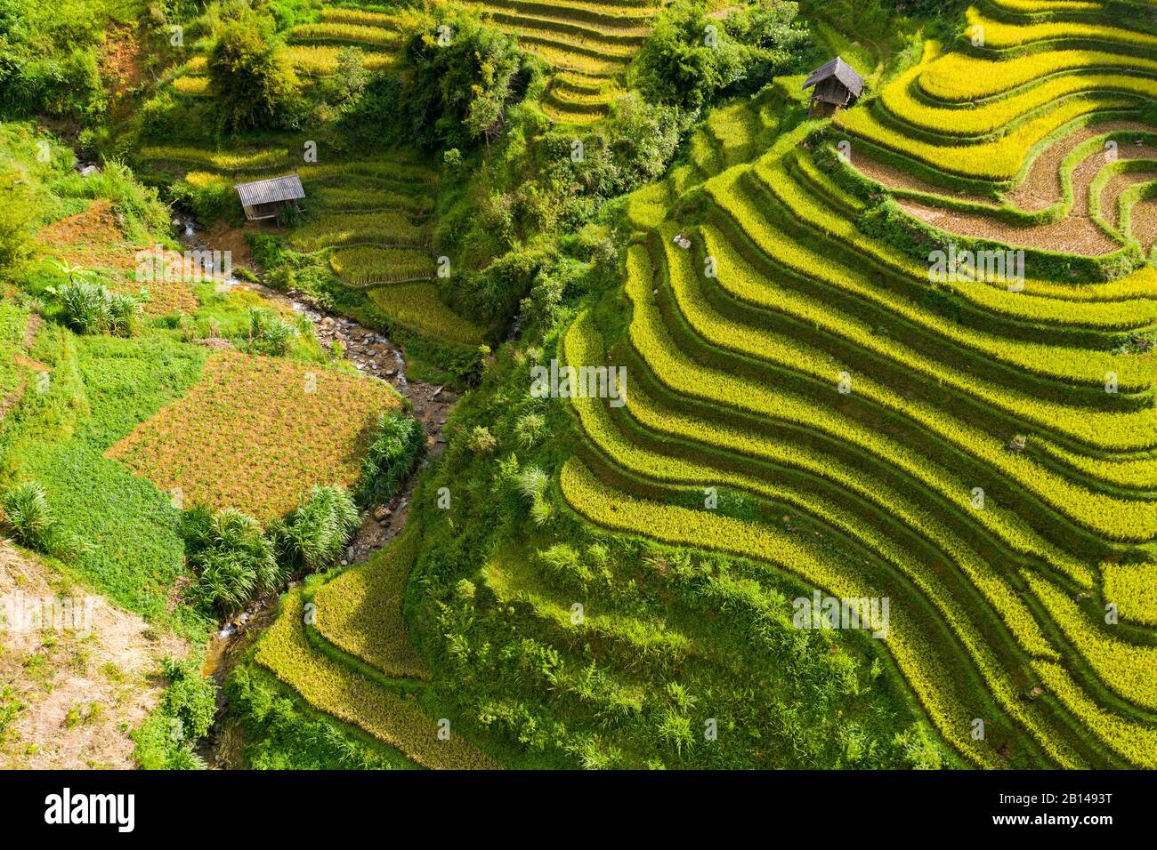 Terrazze di riso dorato appena prima della raccolta nel Vietnam del Nord, Mu Cang Chai, Vietnam Foto Stock