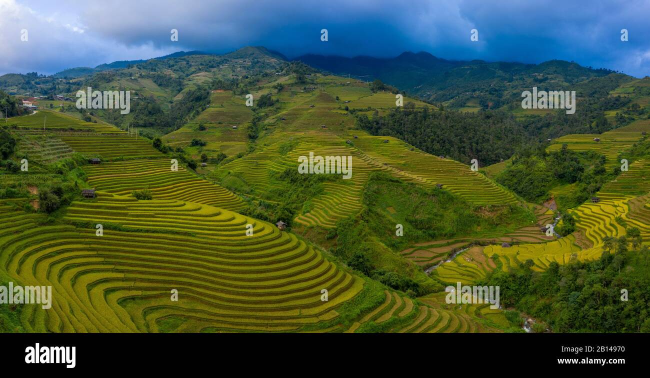 Terrazze di riso dorato appena prima della raccolta nel Vietnam del Nord, Mu Cang Chai, Vietnam Foto Stock