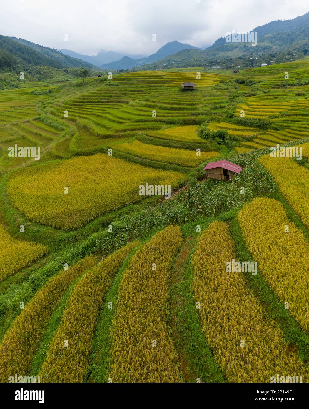 Campi di riso d'oro in Vietnam Foto Stock