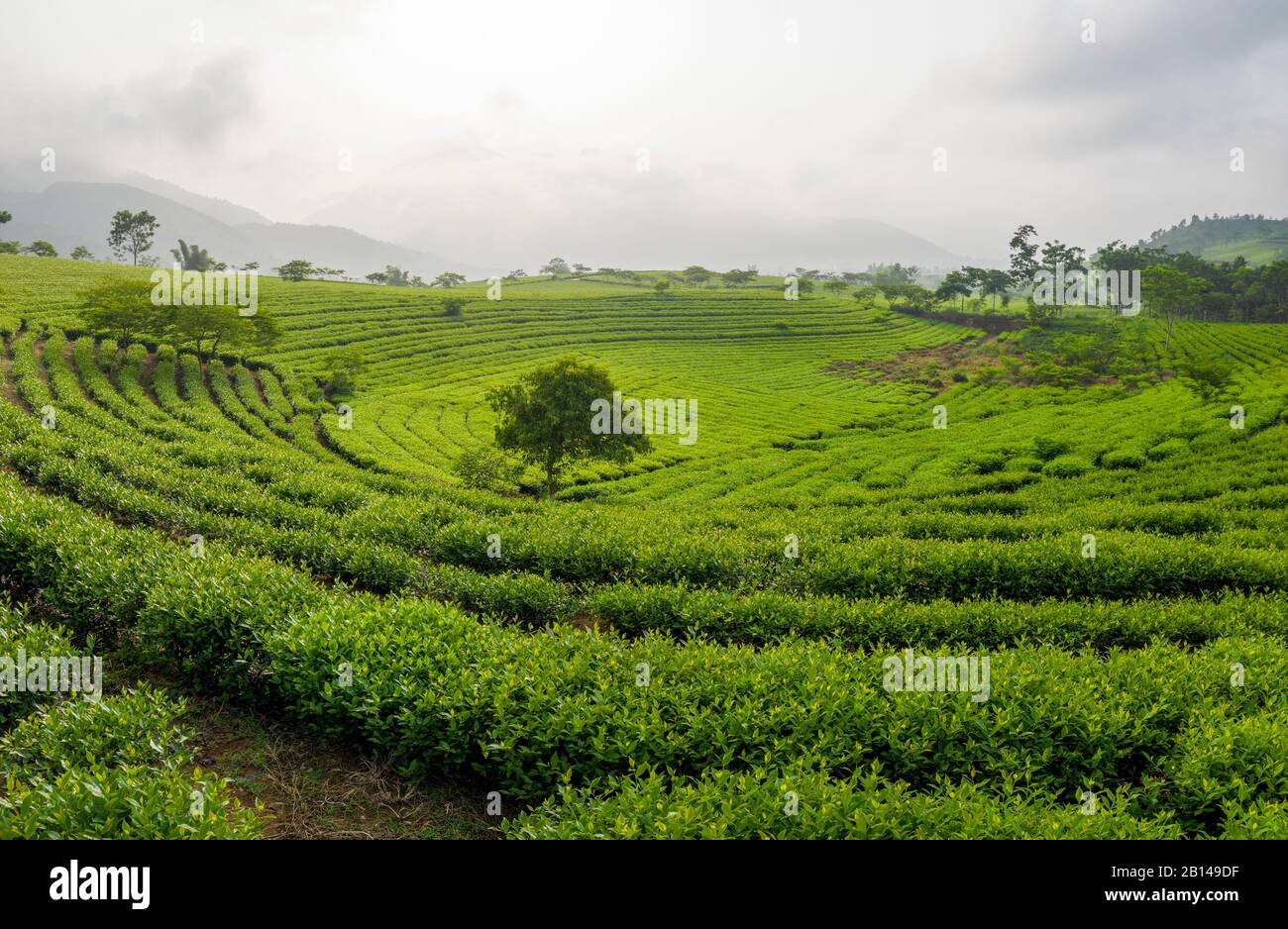 Piantagioni di tè verde vicino Hanoi, Vietnam Foto Stock