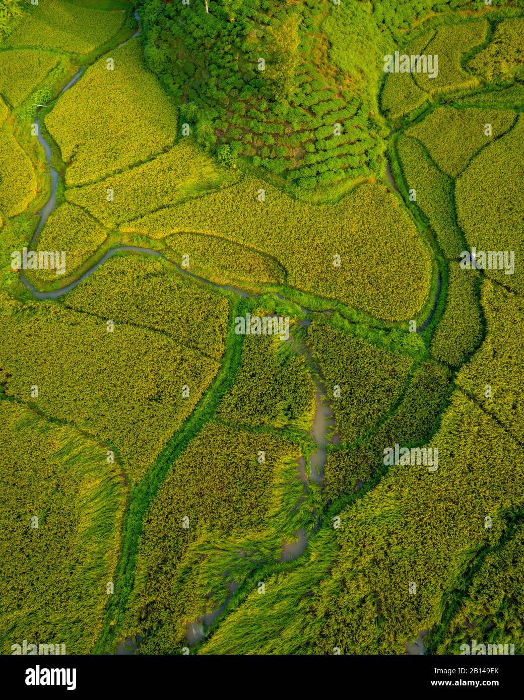 Campi di riso vicino Hanoi, vista aerea, Vietnam Foto Stock