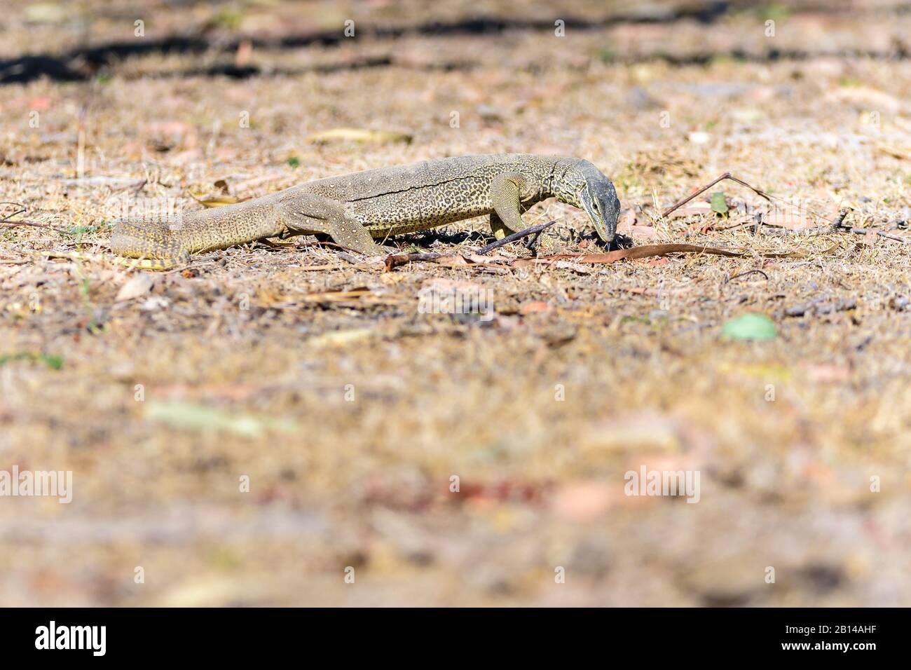 Una goanna di sabbia australiana in giro per una cena mattutina nel paese di Cape York in Australia. Foto Stock