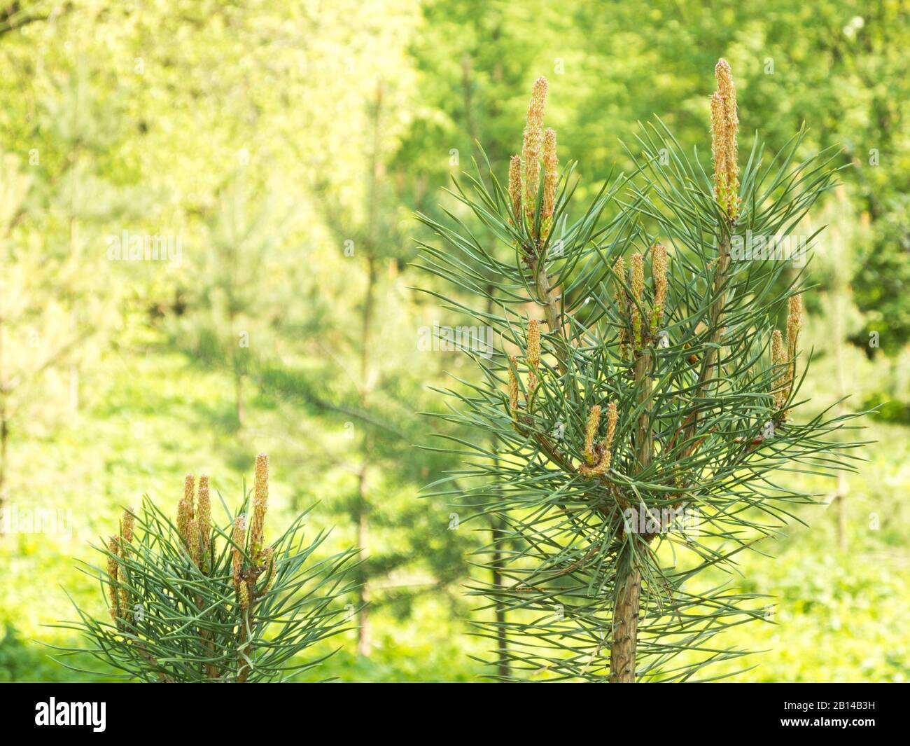 Giovani rami di pino primaverile nella foresta Foto Stock