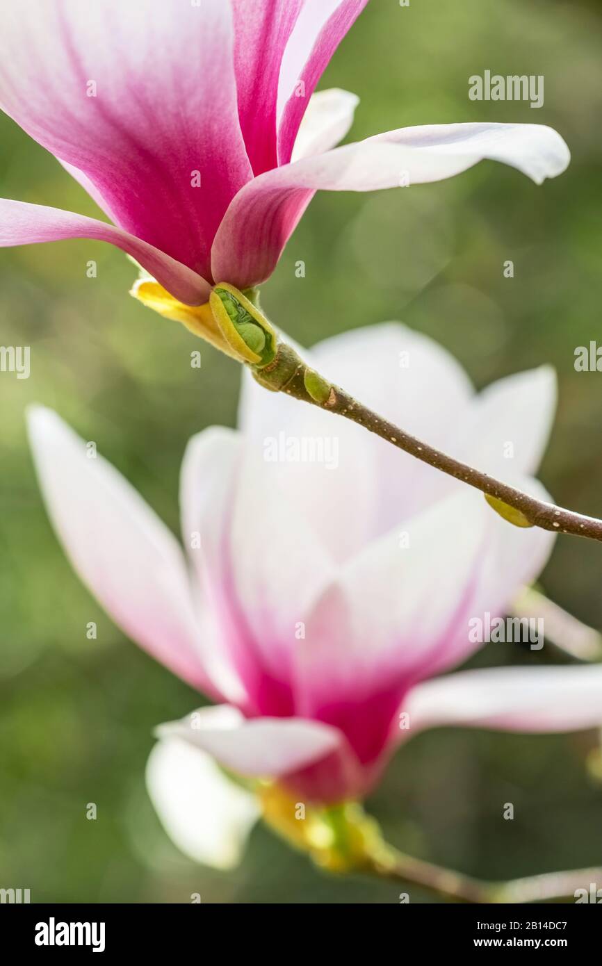 Flowering Magnolia Tulip Tree close up Foto Stock