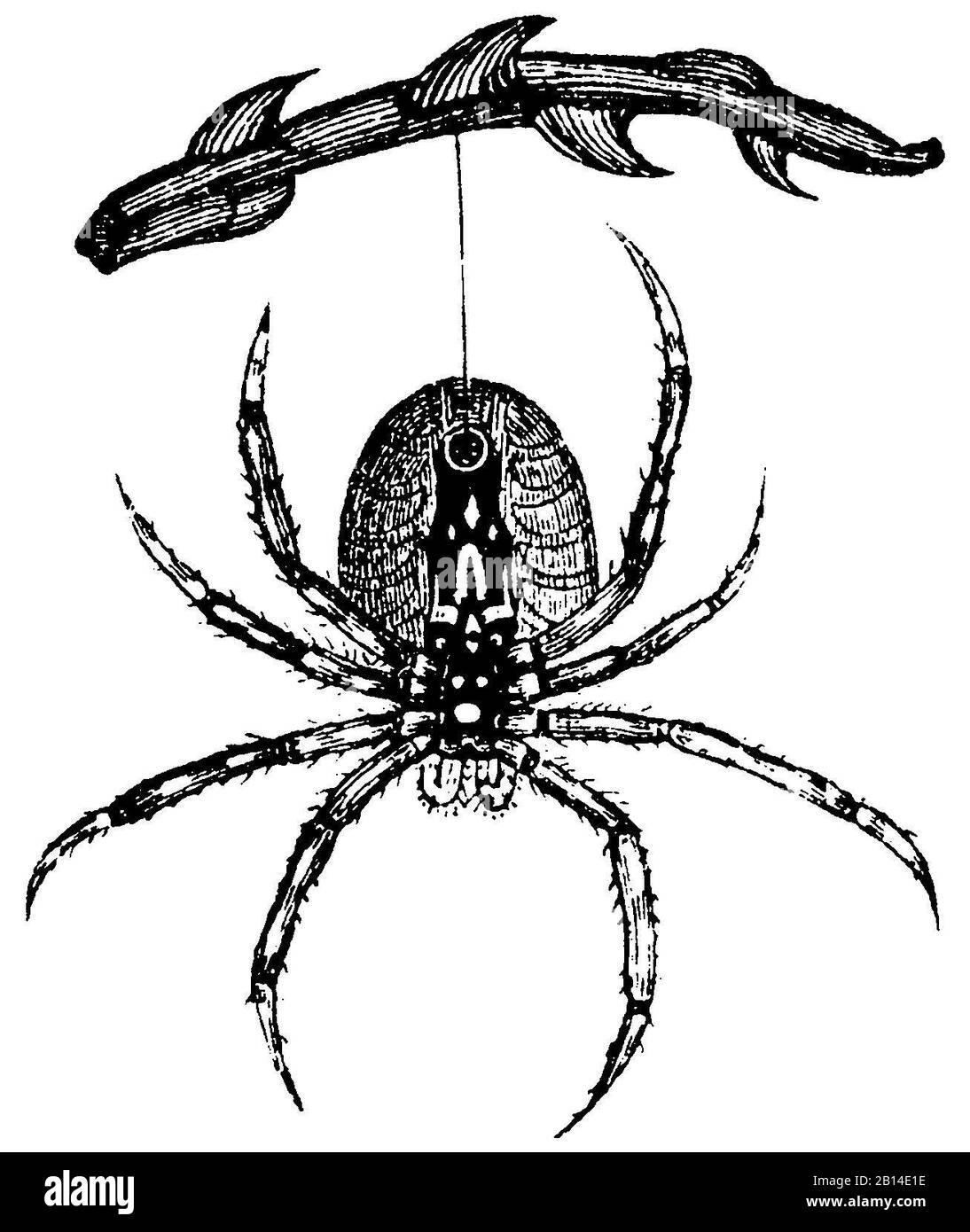 Ragno giardino europeo, Araneus diadematus, Kreuzspinne. Gliedertiere (Artropoden). , Épeire diadème, (enciclopedia, 1893) Foto Stock