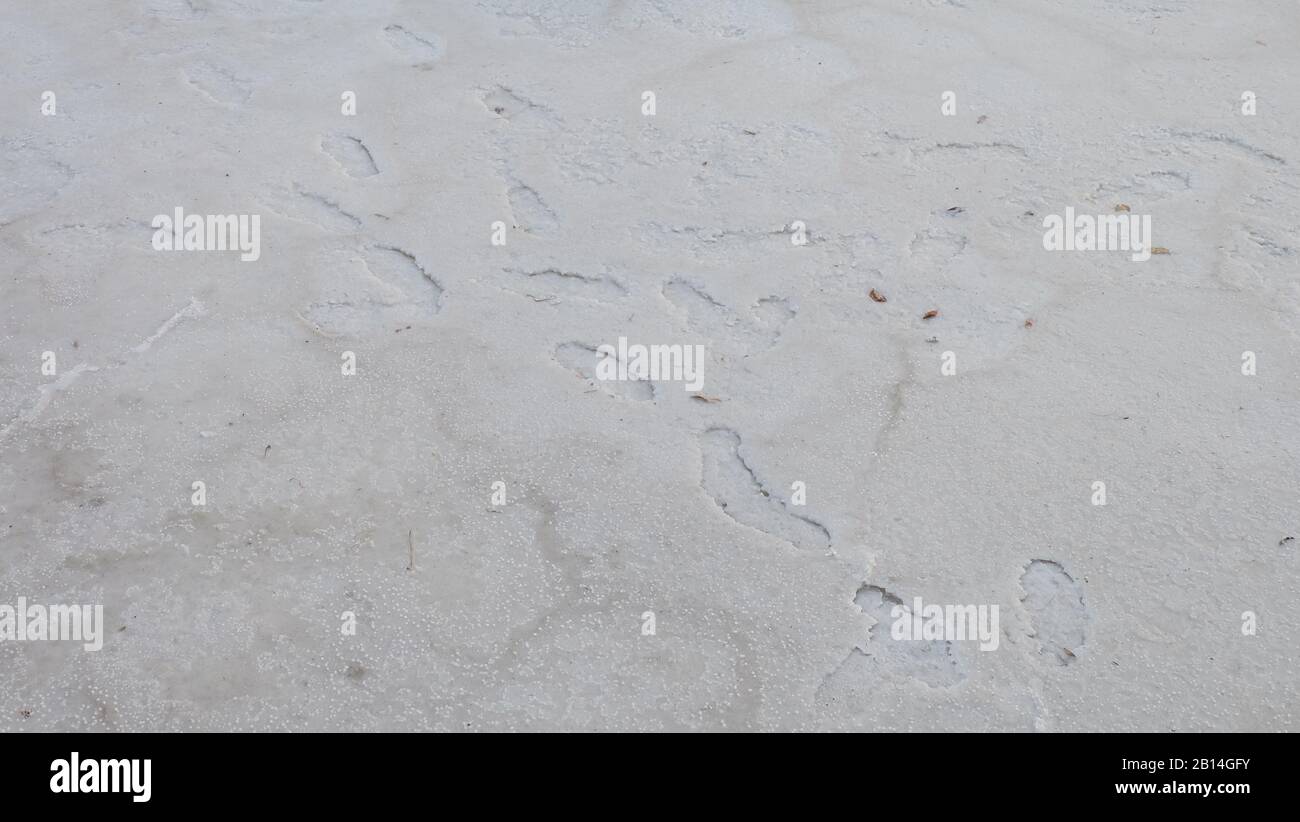 Campo di sale con sale cristallino e superficie irregolare. Foto Stock