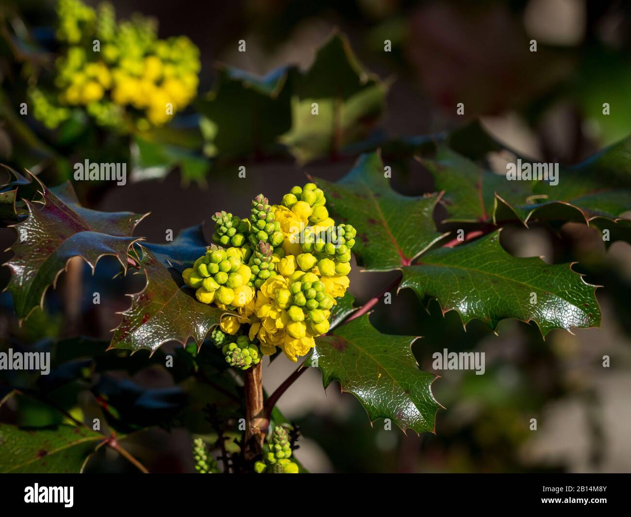 Berberis aquifolium, Mahonia aquifolium, uva Oregon. Foto Stock