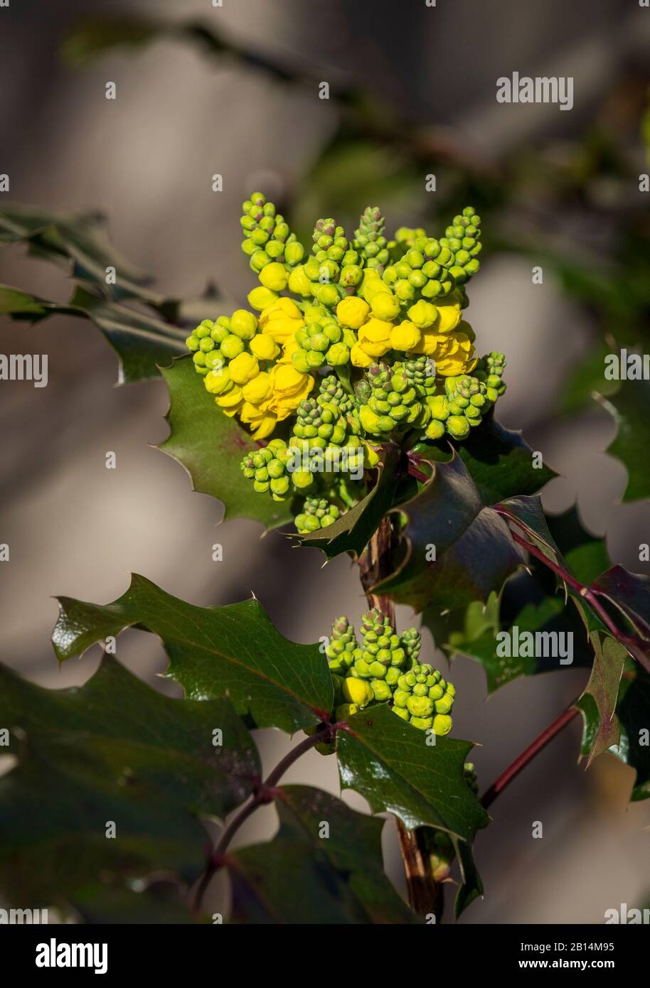 Berberis aquifolium, Mahonia aquifolium, uva Oregon. Foto Stock