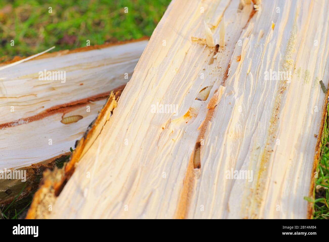 Il bostrico pupe e gallerie in legno di abete rosso Foto Stock