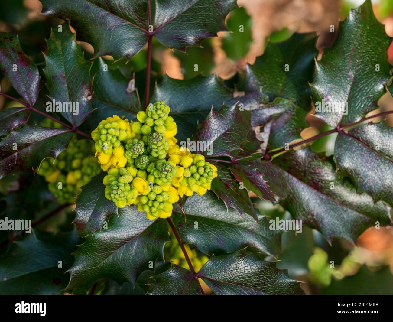 Berberis aquifolium, Mahonia aquifolium, uva Oregon. Foto Stock