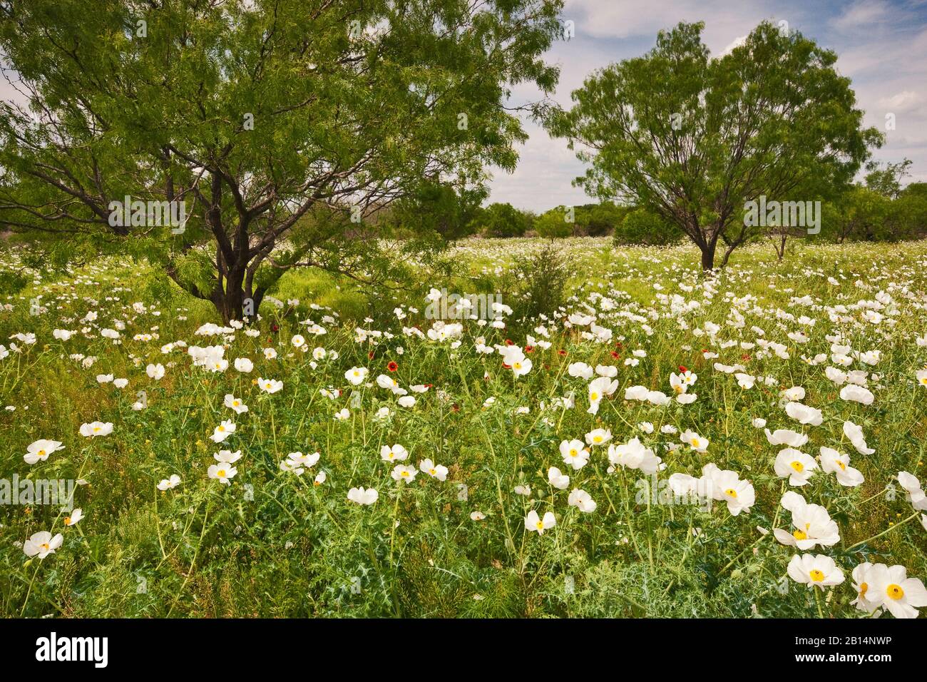 Papaveri bianchi prickly (Argemone albiflora) in primavera al Willow City Loop in Hill Country vicino Fredericksburg, Texas, Stati Uniti Foto Stock