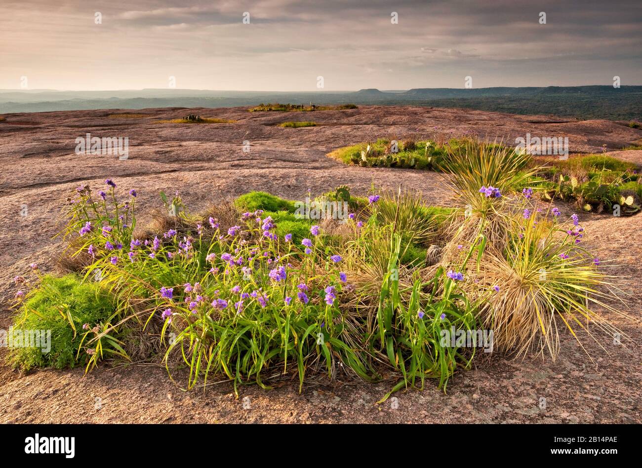 I fiori di Spiderwort fioriscono in primavera presso la piscina di primavera presso la cupola principale dell'Enchanted Rock state Natural Area in Hill Country vicino a Fredericksburg, Texas Foto Stock