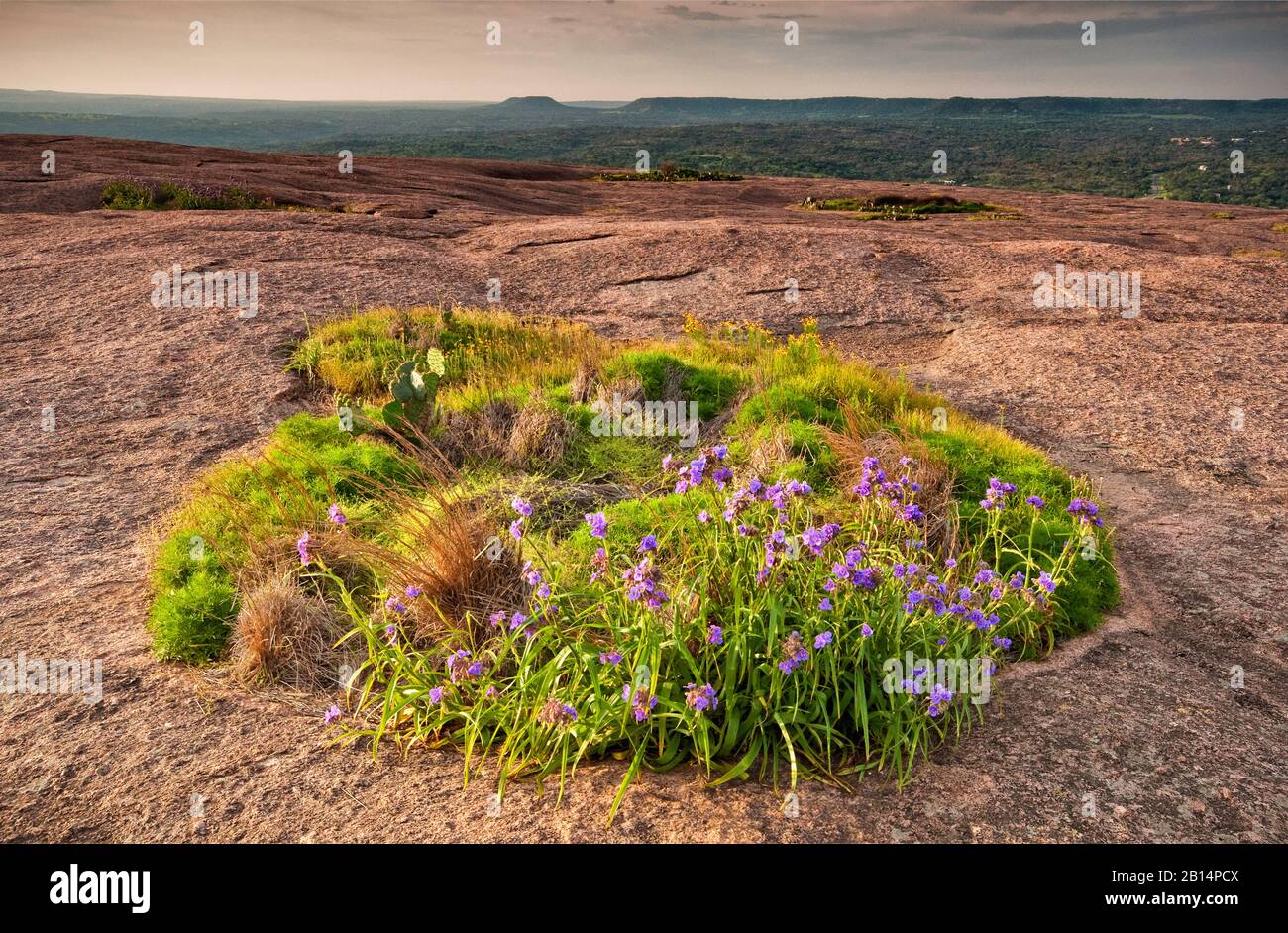 I fiori di Spiderwort fioriscono in primavera presso la piscina di primavera presso la cupola principale dell'Enchanted Rock state Natural Area in Hill Country vicino a Fredericksburg, Texas Foto Stock