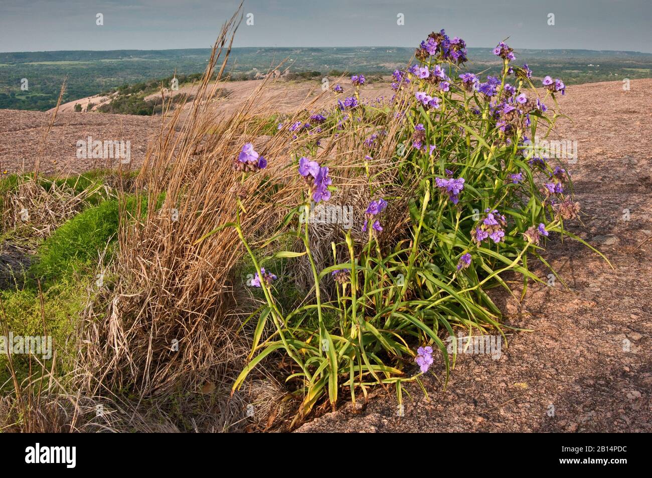 I fiori di Spiderwort fioriscono in primavera presso la piscina di primavera presso la cupola principale dell'Enchanted Rock state Natural Area in Hill Country vicino a Fredericksburg, Texas Foto Stock
