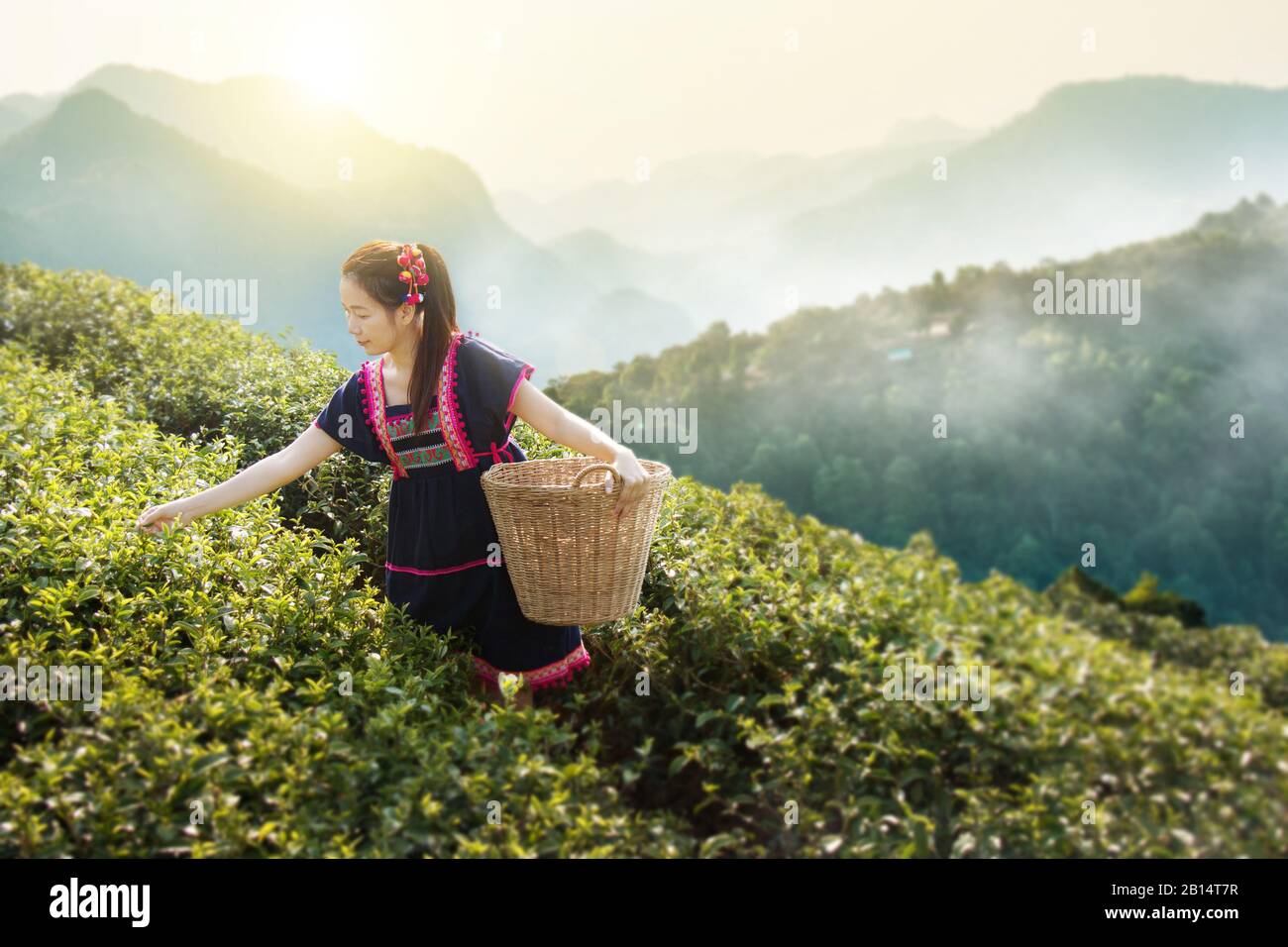 Tribale giovani donne asiatiche dalla Tailandia prelevare le foglie di tè sul campo Tea Plantation in mattina a doi ang khang parco nazionale , Chiang Mai, Thailandia Foto Stock