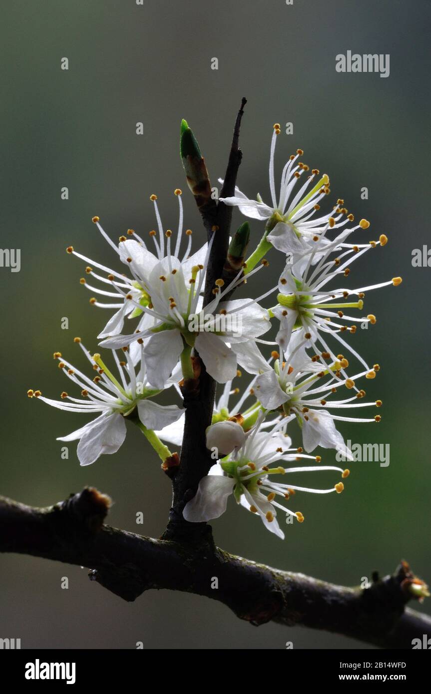 Ritratto di fiore di spina nera in fiore Foto Stock