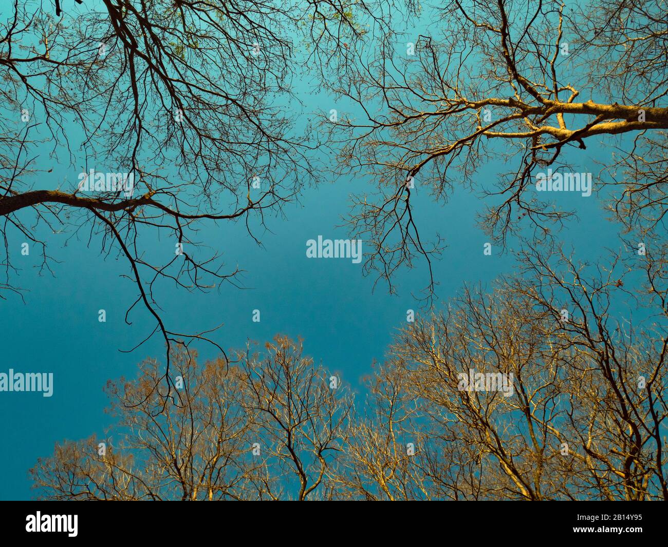 autunno cielo concetto di fondo. albero senza foglia al tramonto con sfondo autunno cielo in tonalità cool e vintage colore Foto Stock