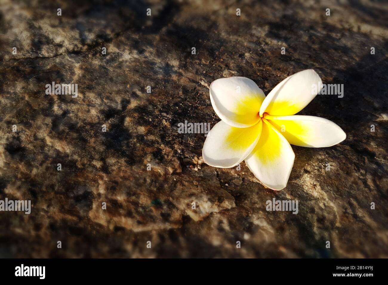 Frangipani ,Plumeria fiore sul pavimento con sfondo tramonto sulla spiaggia di mare Foto Stock
