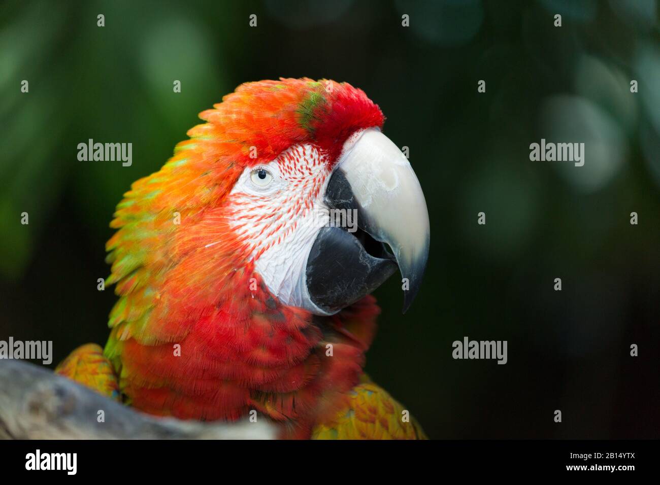 selvatica esotico rosso ara pappagallo Foto Stock