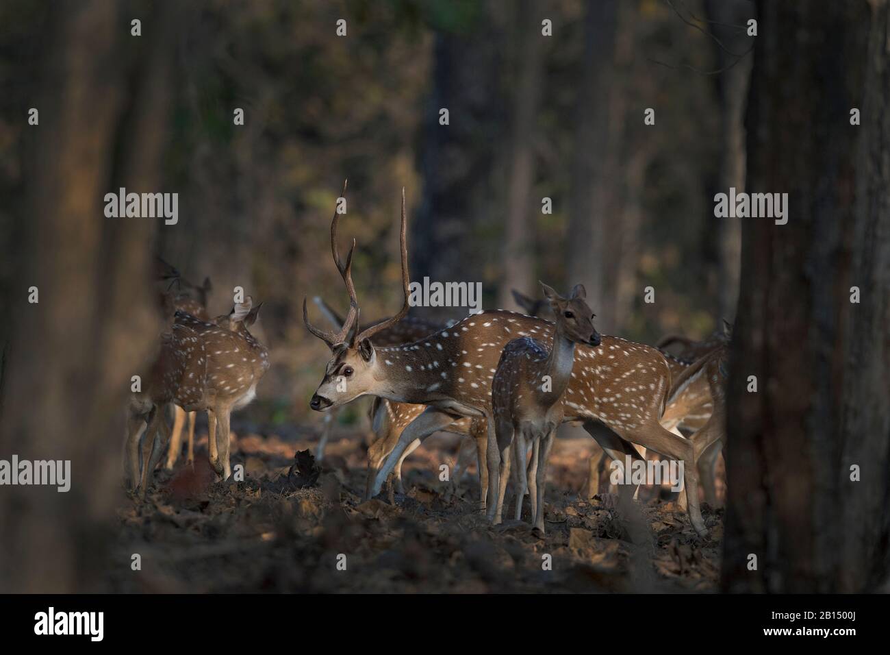 L'immagine di cervo Chital o Spotted (asse asse) nel santuario di Nagzira Wildlife, Maharashtra, India, Asia. Foto Stock