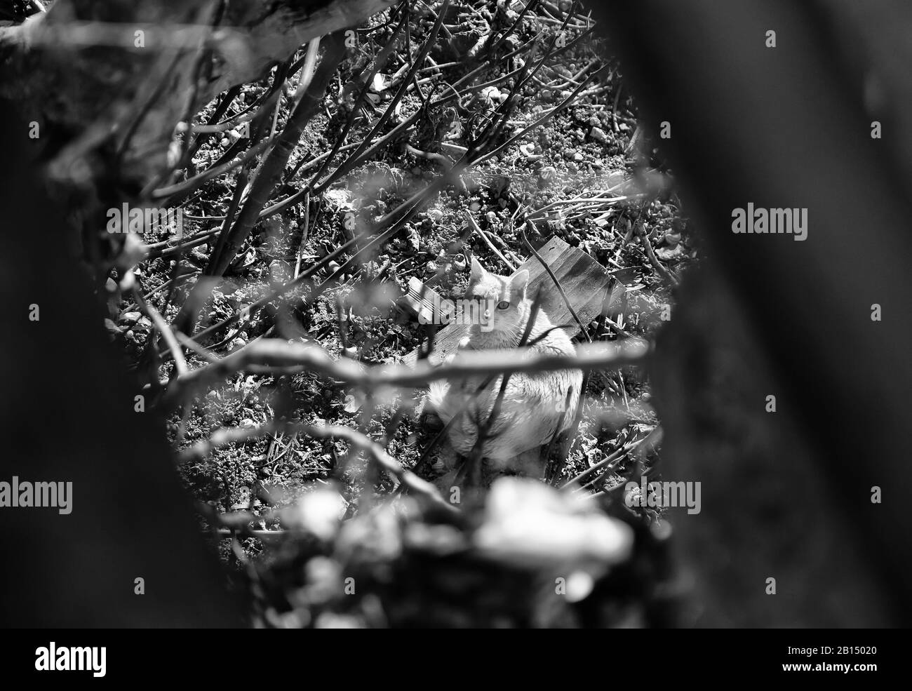 Gatti abbandonati per strada, abuso di animale e di solitudine Foto Stock