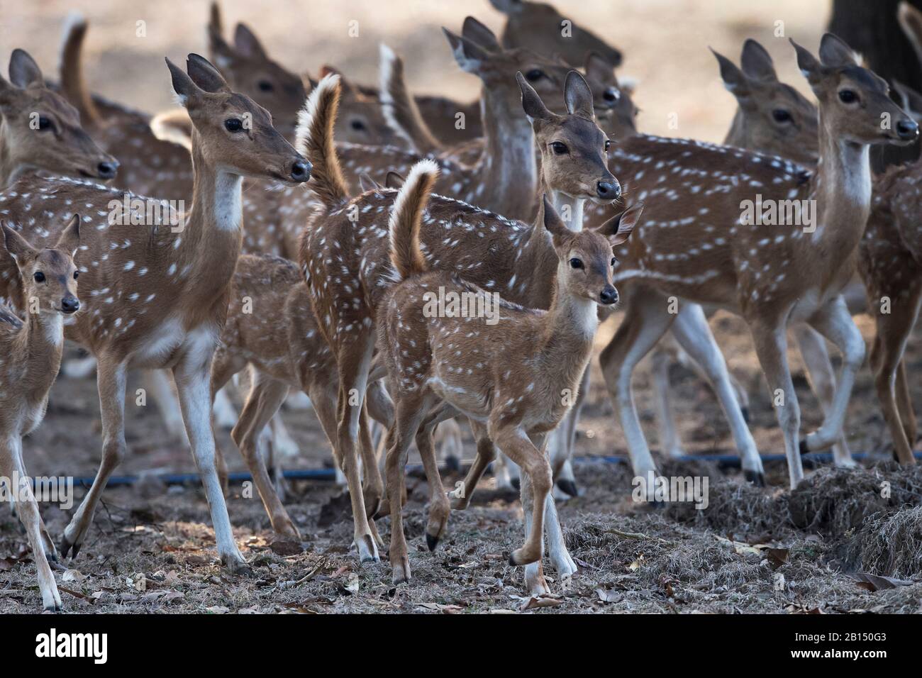 L'immagine di cervo Chital o Spotted (asse asse) nel santuario di Nagzira Wildlife, Maharashtra, India, Asia. Foto Stock