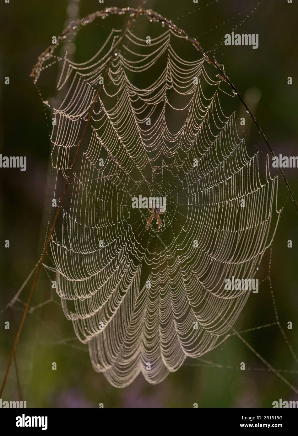 Ragno giardino europeo, Araneus diadematus su una dewy orb-web su heathland, mattina presto. Foto Stock