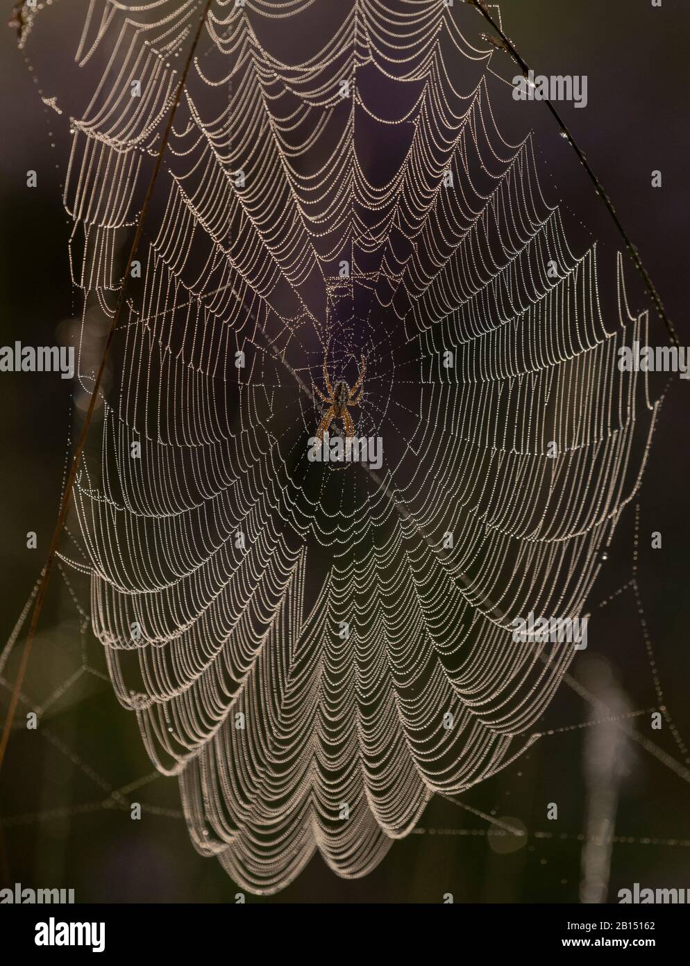 Ragno giardino europeo, Araneus diadematus su una dewy orb-web su heathland, mattina presto. Foto Stock