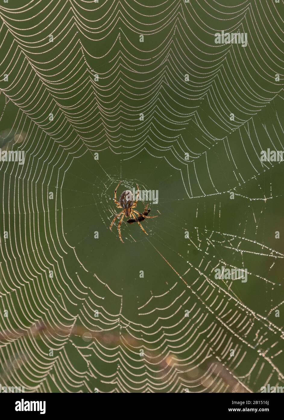 Ragno giardino europeo, Araneus diadematus su una dewy orb-web su heathland, mattina presto. Foto Stock