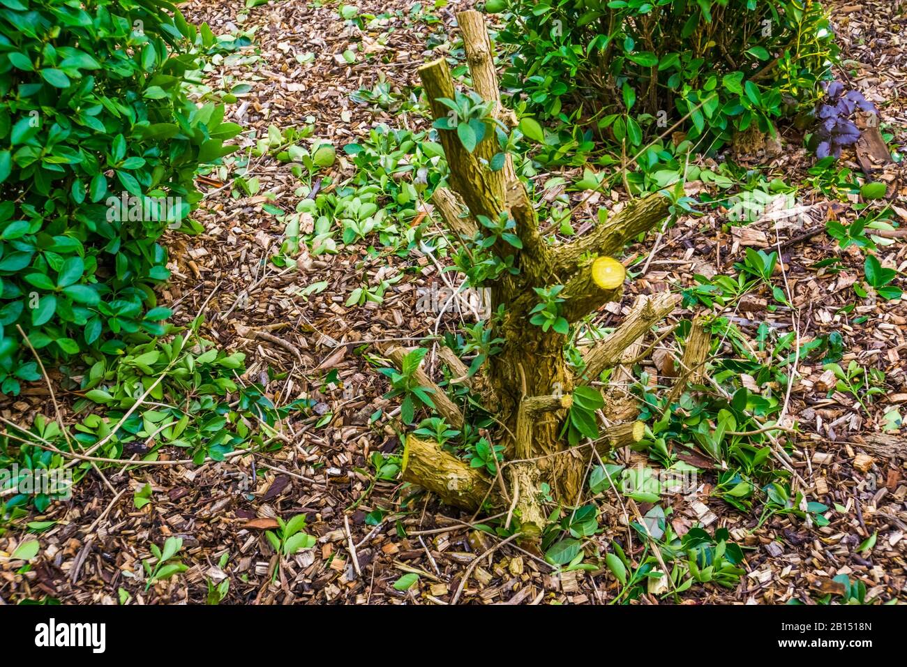 Cespuglio di farfalle potate, cura delle piante, piante da giardino ornamentali popolari, alberi che crescono nuovi rami freschi Foto Stock