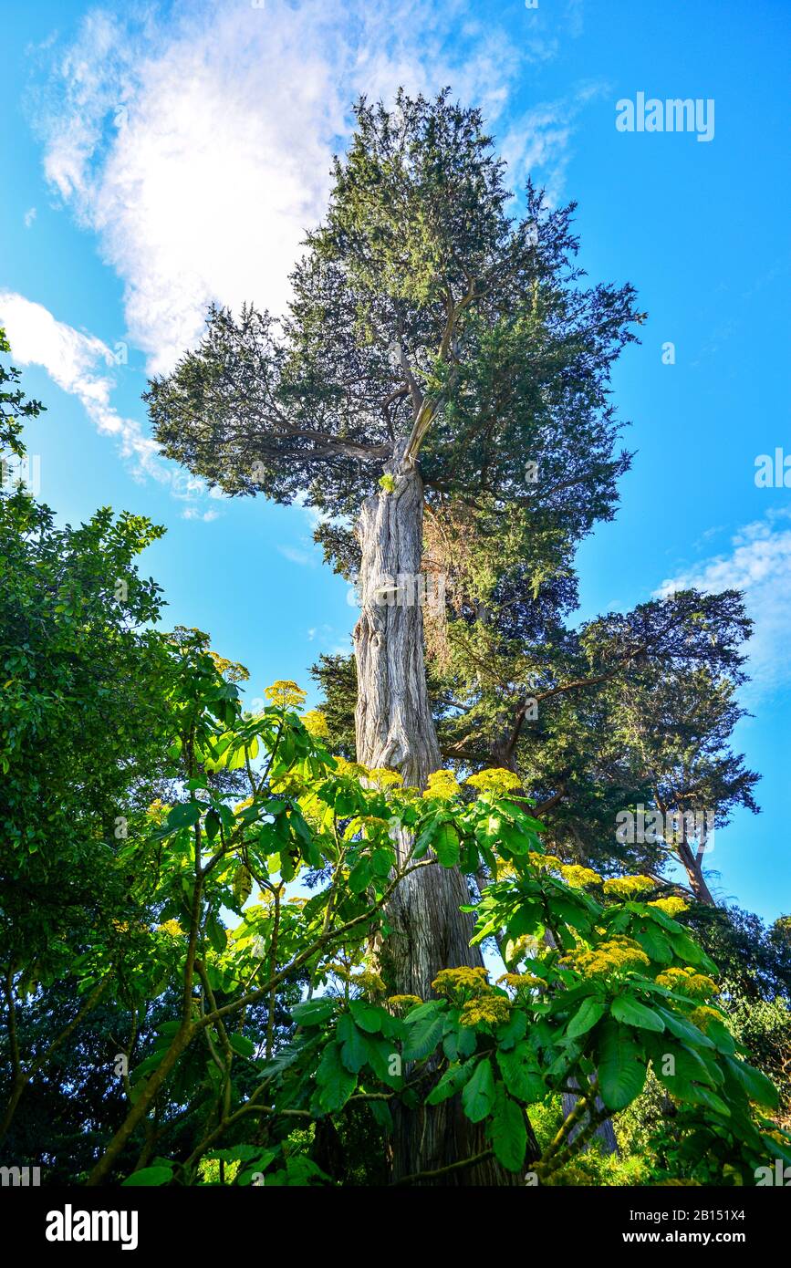 San Francisco Botanical Gardens, San Francisco, California, Stati Uniti. Foto Stock