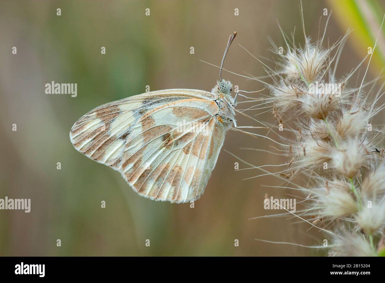 Zebra White, Pinacopteryx erifia tritogenia (Pinacopteryx erifia tritogenia), imago ad infiorescenza, vista laterale, Gambia Foto Stock