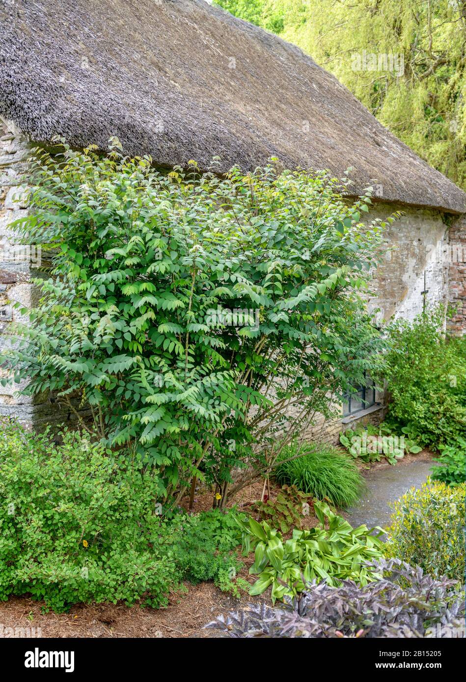 Dita di Dead Man, arbusto di Blue Bean, albero di Blue Bean (Decaisnea fargesii), in un giardino di fronte, Regno Unito, Inghilterra, Yelverton Foto Stock
