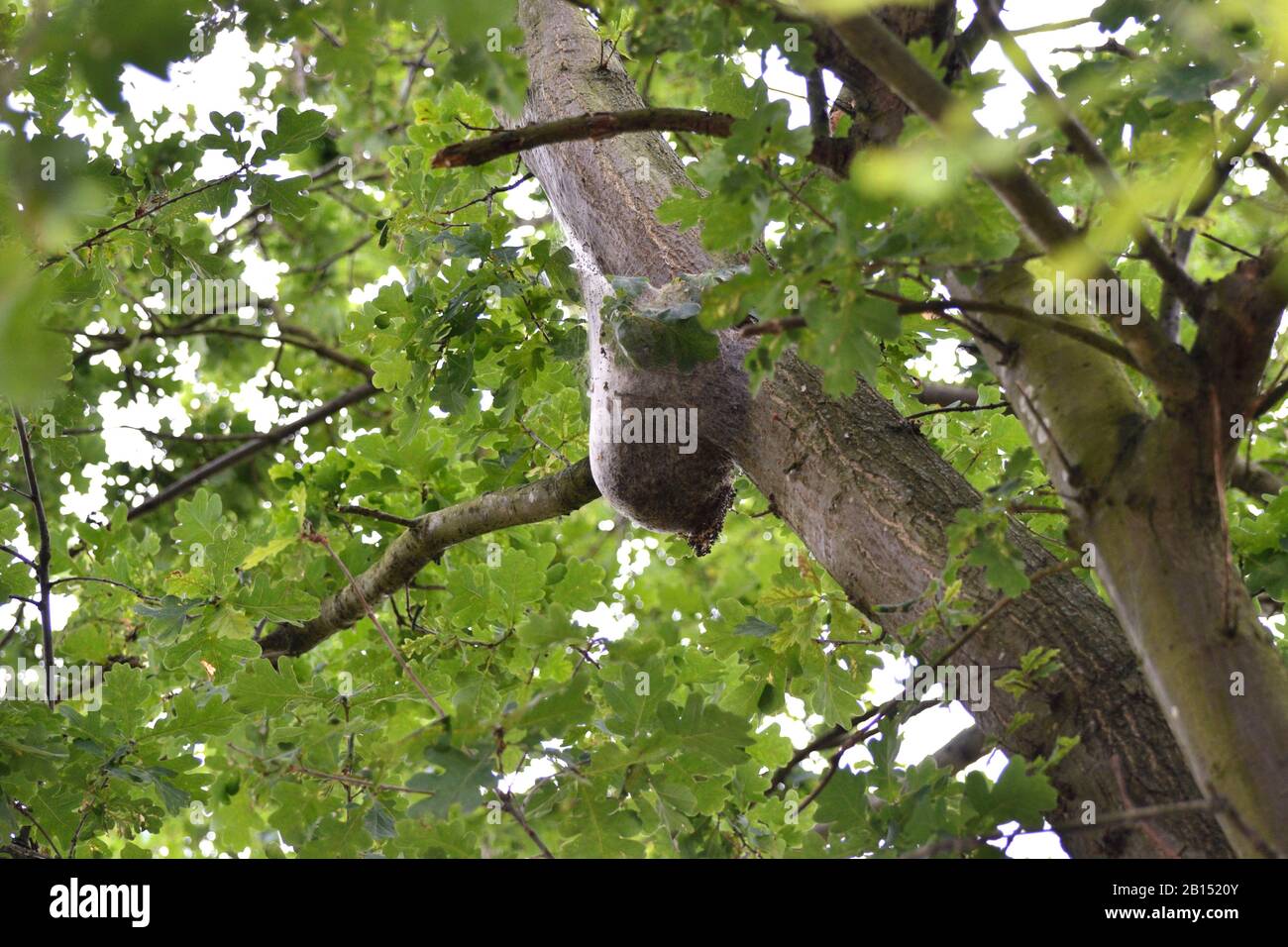 Falce di quercia (Thaumetopoea processionea), nidificano su un albero di quercia, Germania, Renania Settentrionale-Vestfalia, Ruhr Area, Dortmund Foto Stock