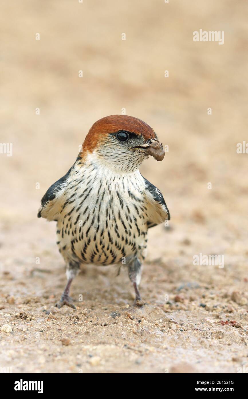 Rondine striata più grande (cucullata di Hirundo), perching ad un posto di acqua con materiale di nidificazione nella fattura, Sudafrica Foto Stock