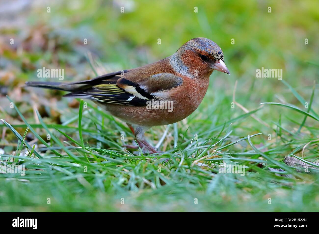 Fringuello (fringilla coelebs), maschio foraging in un prato, vista laterale, Germania, Meclemburgo-Pomerania occidentale Foto Stock