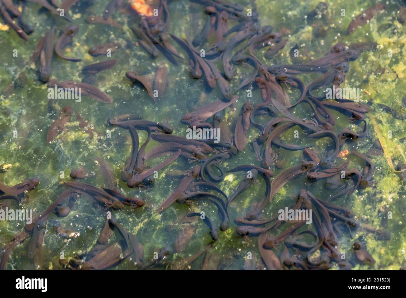Rana comune, rana graminacee (Rana temporaria), tadpoli in acque sgonfanti essiccate, Germania Foto Stock