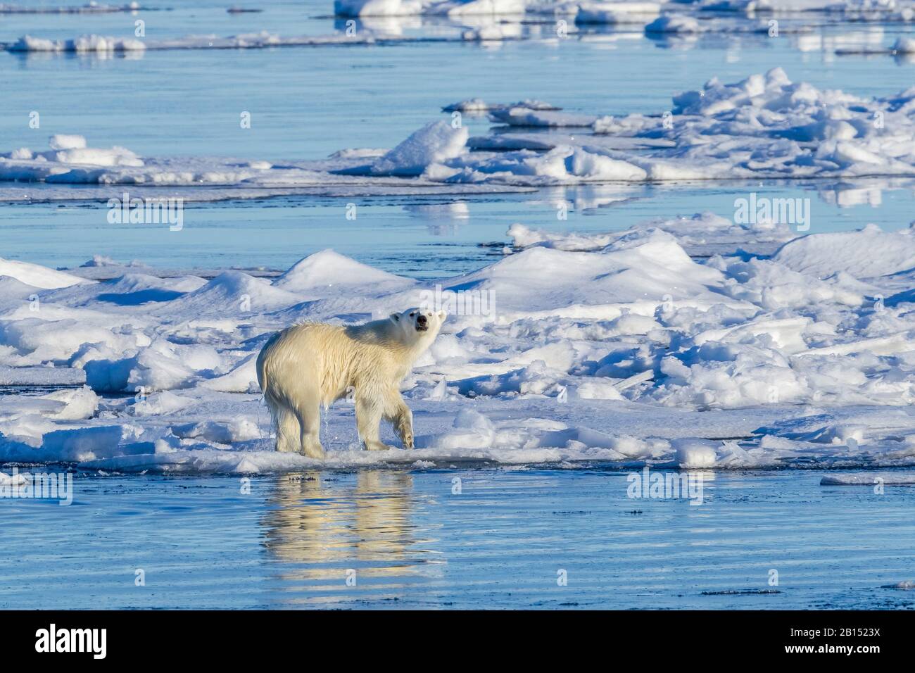 Orso polare (Ursus maritimus), su ghiaccio alla deriva, Groenlandia Foto Stock