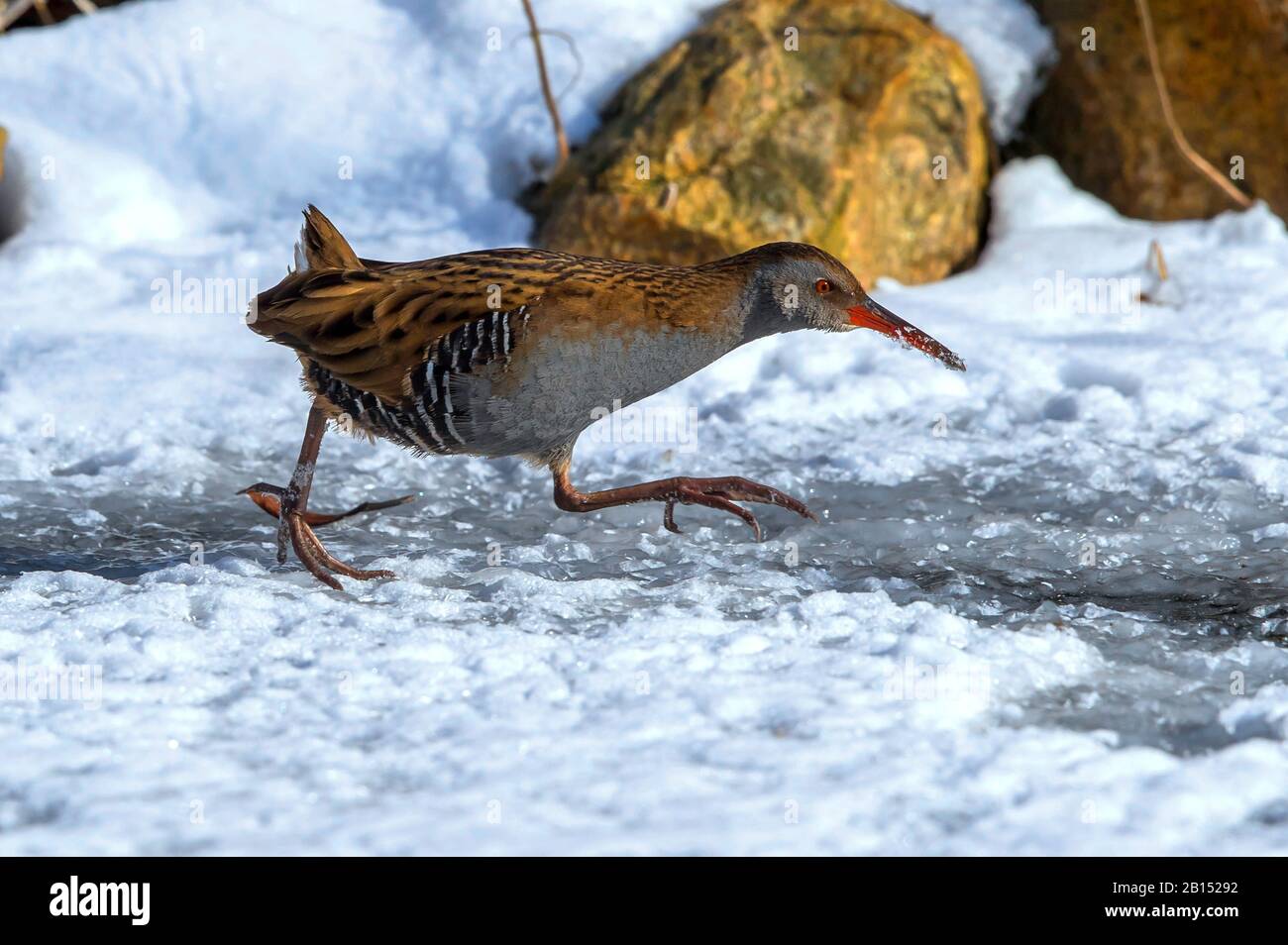 Water rail (Rallus aquaticus), a piedi su un laghetto ghiacciato giardino, vista laterale, Germania, Meclemburgo-Pomerania occidentale Foto Stock