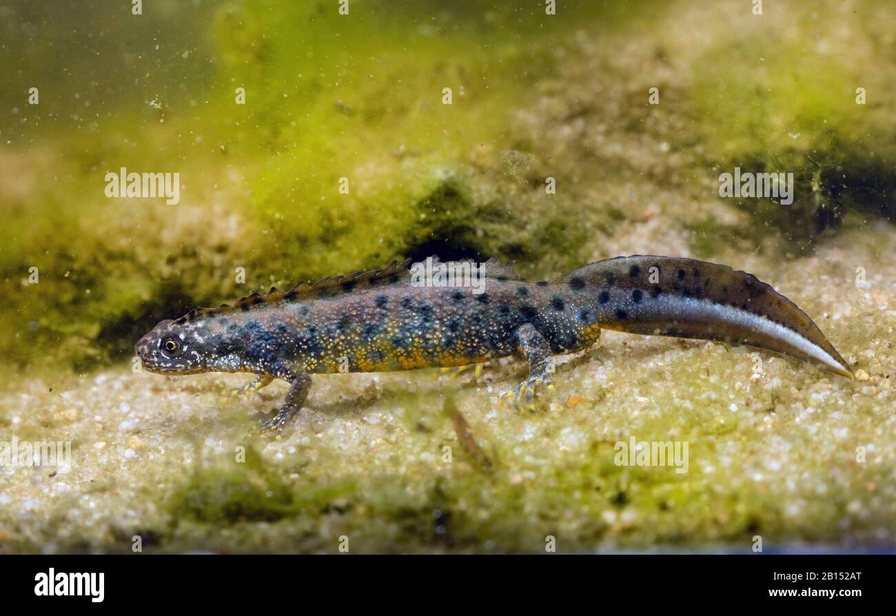 Warty newt, crested newt, European Crested newt (Triturus cristate), maschio in colorazione nuziale, vista laterale, Germania Foto Stock