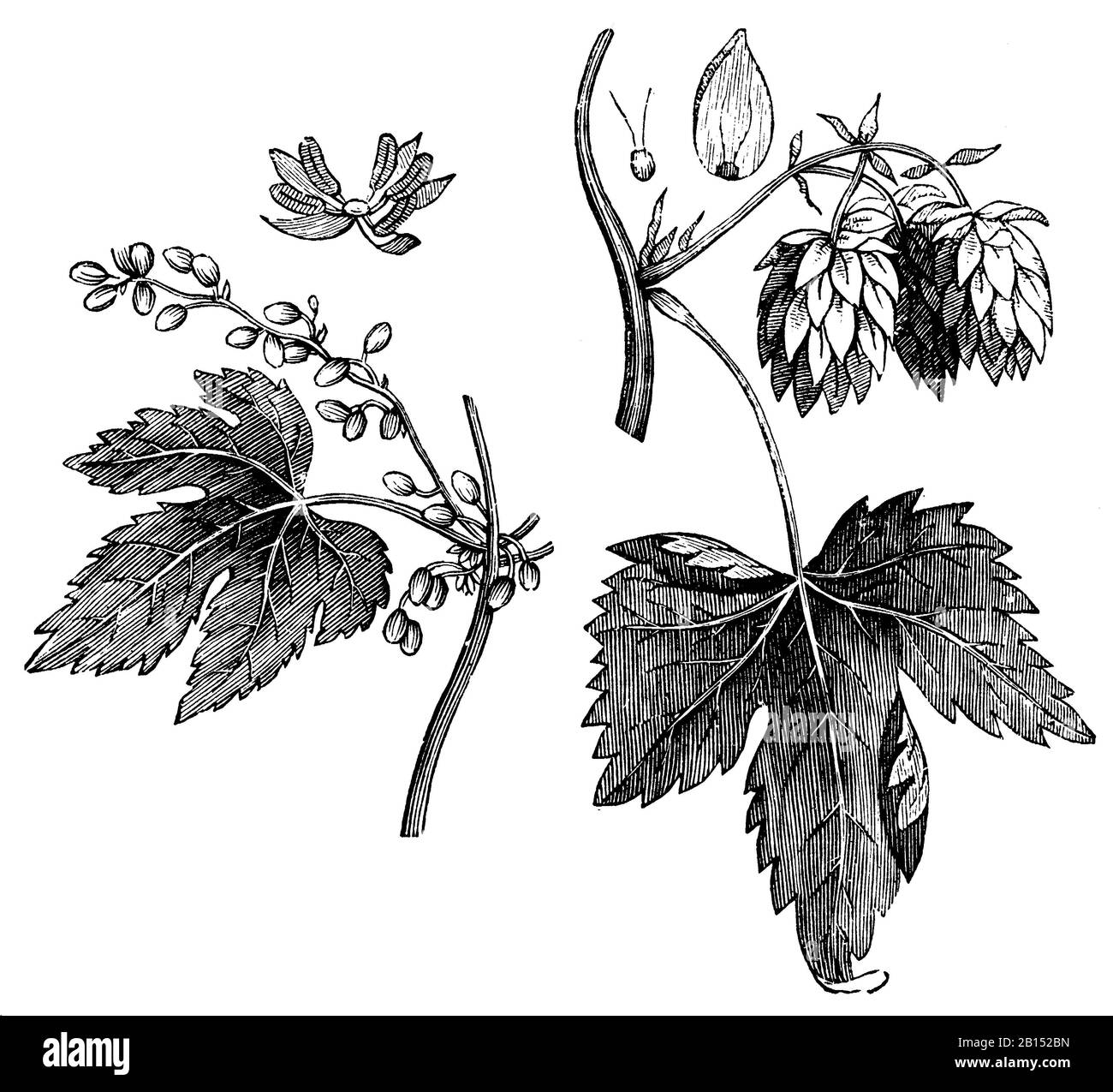 Luppolo o luppolo comune, Humulus lupulus, Hopfen: Blüte und Frucht, houmblon ou houmblon gripant, anonym (libro di storia naturale, 1899) Foto Stock