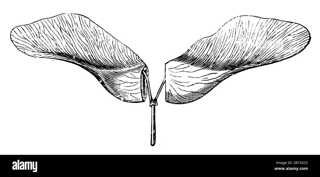 Acero norvegese, platanoidi Acer, Spitzahorn: Flügelfrucht, aereo Éraable, anonym (libro botanica, 1897) Foto Stock