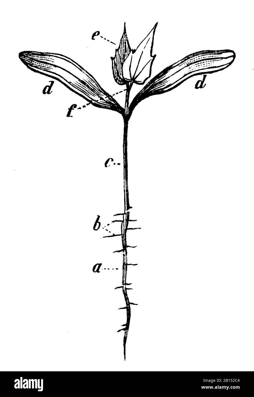 Acero norvegese, platanoidi Acer, Spitzahorn: Keimpflanze, aereo Éraibile, anonym (libro botanica, 1897) Foto Stock