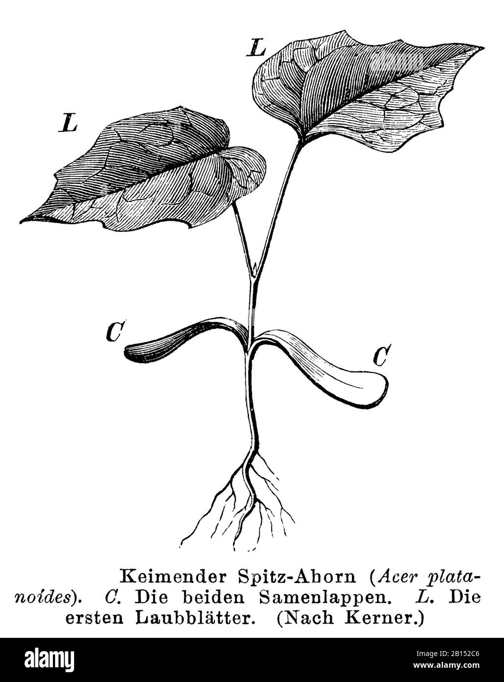 Acero norvegese, platanoidi Acer, Spitzahorn: Keimling, aereo Éraable, anonym (libro botanica, 1892) Foto Stock