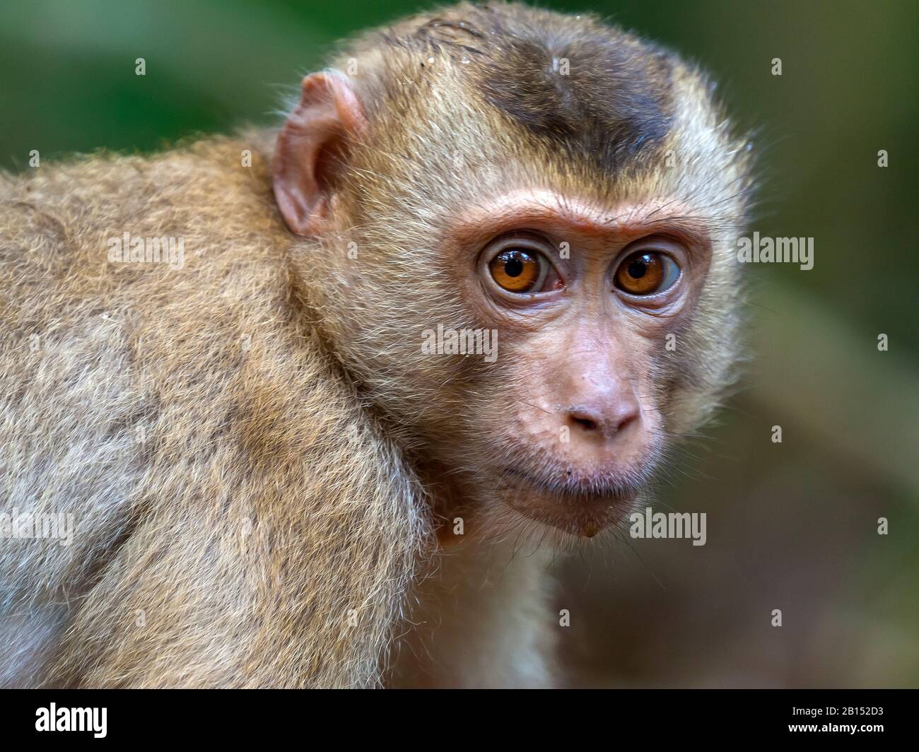 Macaque dalla coda di maiale settentrionale (Macaca leonina), giovane animale, ritratto, Thailandia, Parco Nazionale Khao Yai Foto Stock