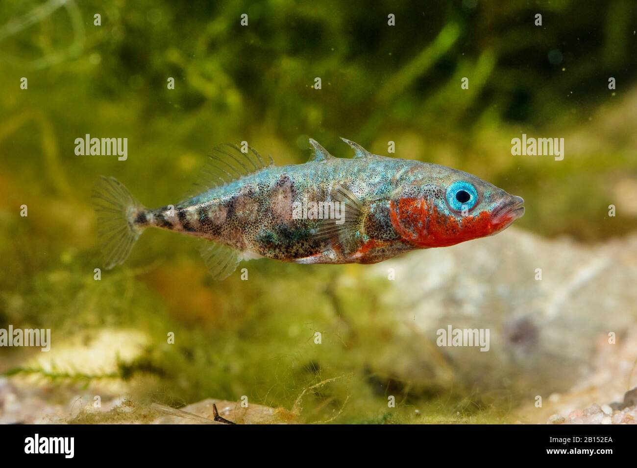 Stickleback a tre spinati (Gasterosteus aculeatus), maschio con colorazione nuziale, Germania Foto Stock